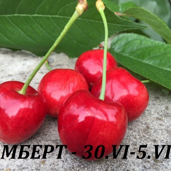 ЧЕРЕШИ
