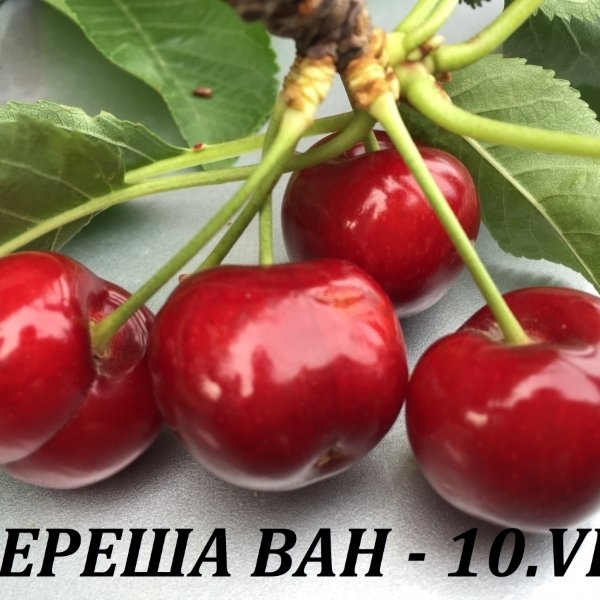 ЧЕРЕШИ