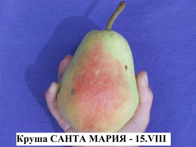 САНТА МАРИЯ