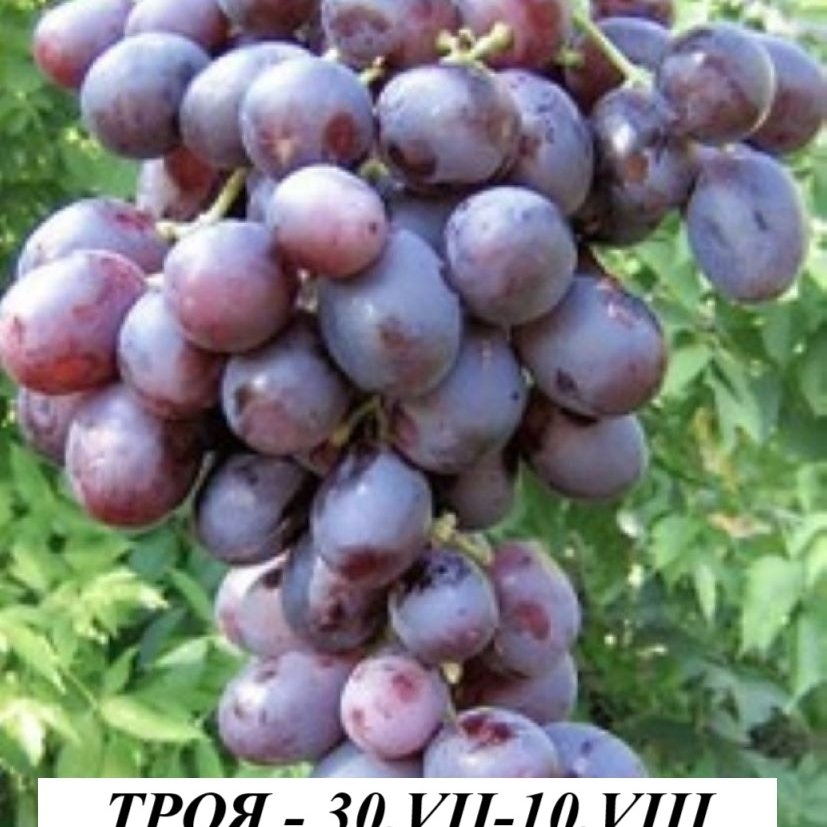 ДЕСЕРТНИ