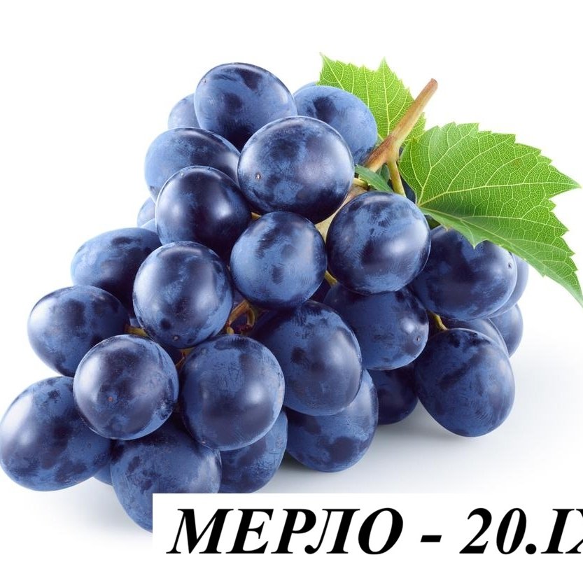 ВИНЕНИ