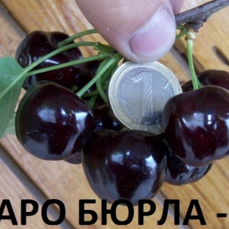 ЧЕРЕШИ