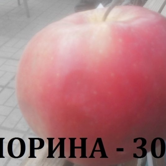 ЯБЪЛКИ