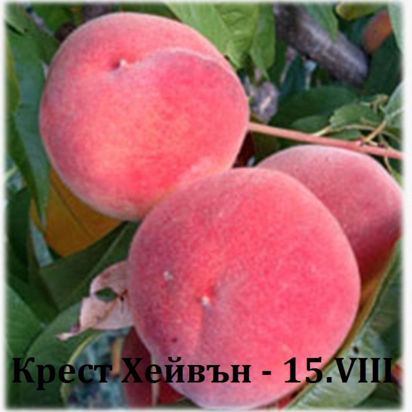 ПРАСКОВИ