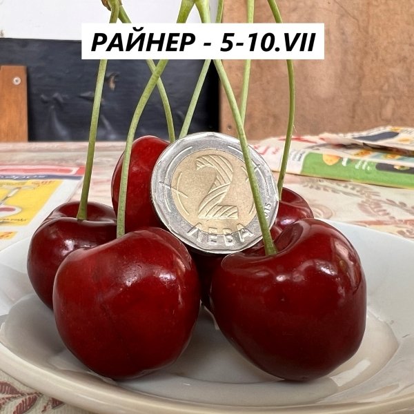 ЧЕРЕШИ