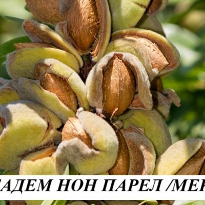 БАДЕМИ