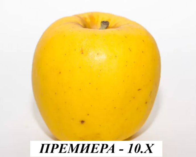Премиера