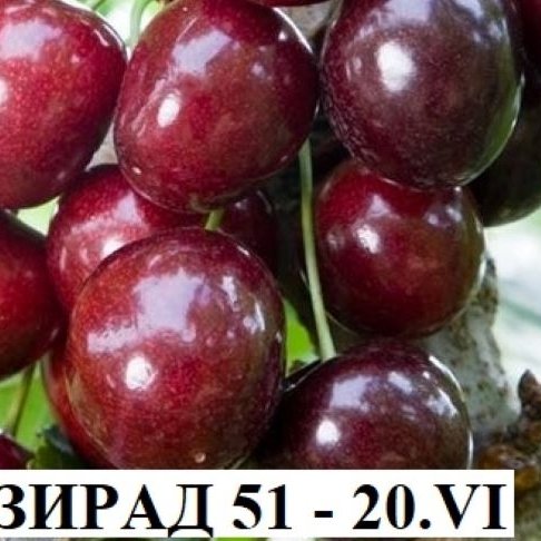 ЧЕРЕШИ