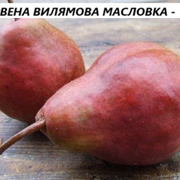 КРУШИ